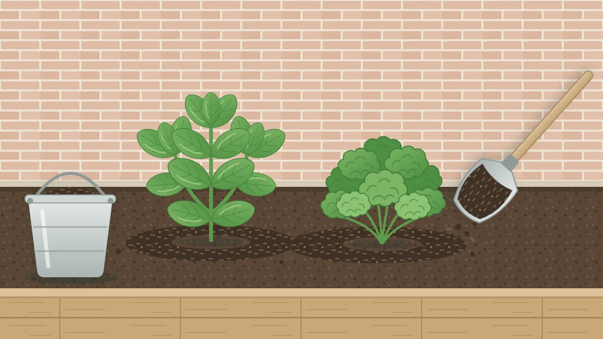A shovel spreading a thin ring of dark compost around basil and parsley plants in a garden bed, with a small bucket of compost nearby
