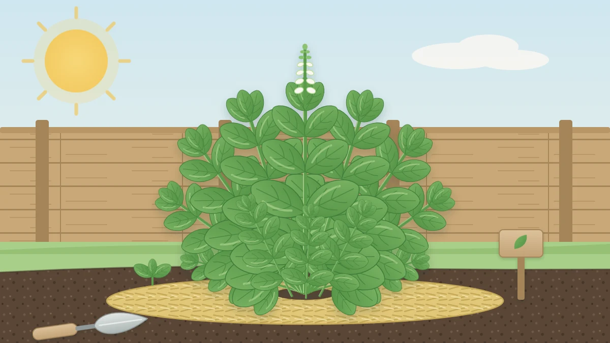 Large bushy sweet basil plant with glossy rounded leaves in a sunny garden bed, one tip forming a flower spike