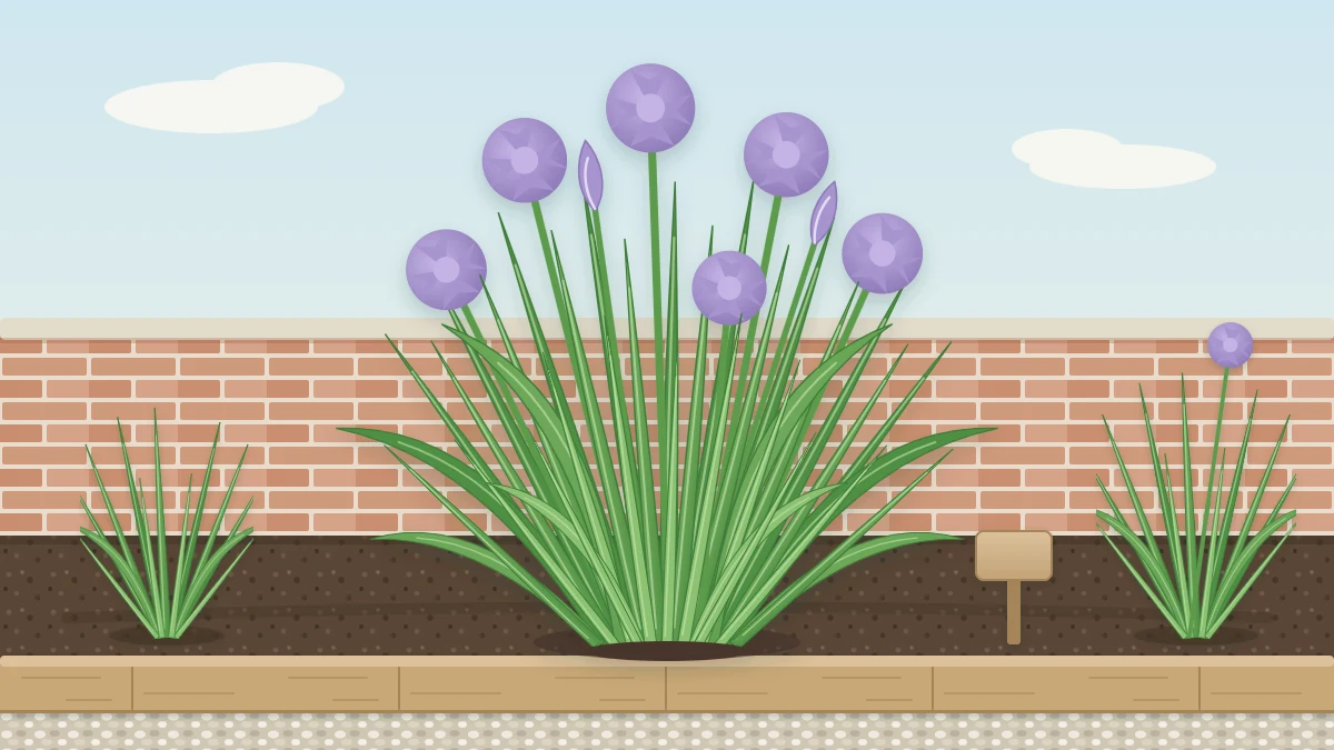 Dense clump of chives with slender upright green leaves and round purple flower heads at a garden bed edge