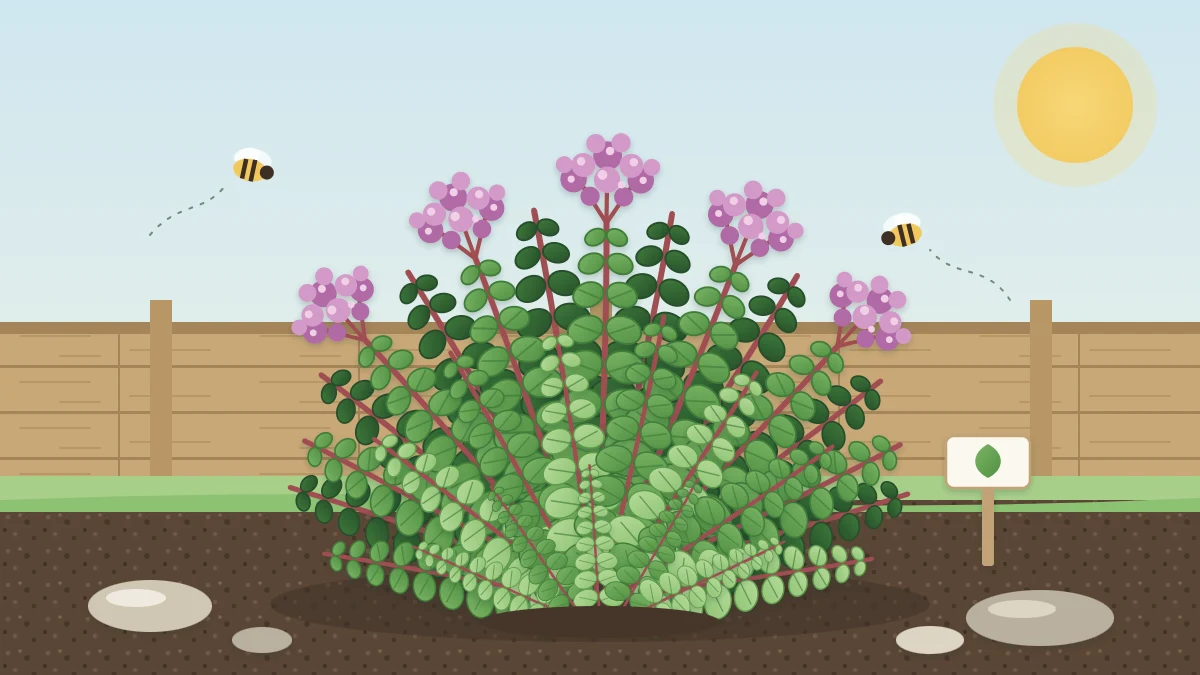 A bushy oregano plant with small rounded leaves on reddish stems, topped with clusters of pink-purple flowers and two bees nearby