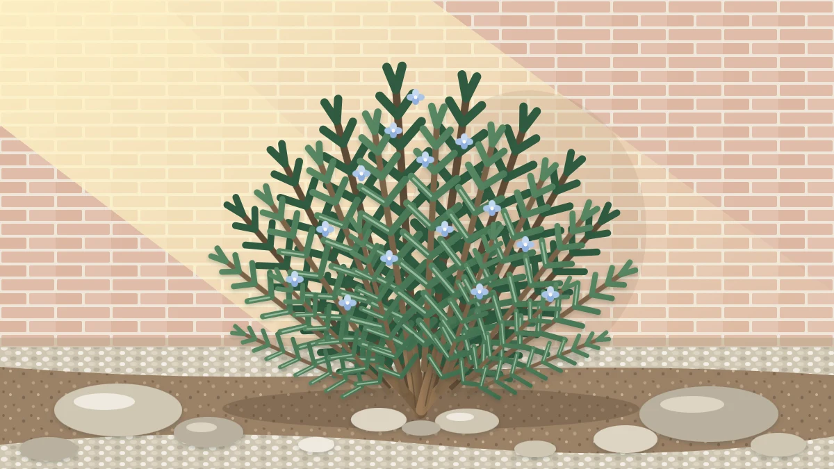 An upright rosemary shrub with woody stems, narrow needle-like leaves and a few pale blue flowers growing in stony ground beside a sunlit wall