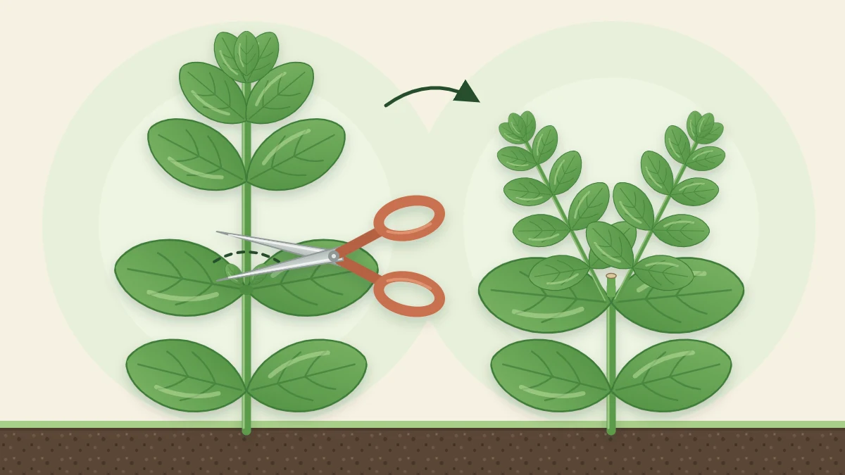 Small scissors placed just above a leaf pair on a basil stem, next to a basil plant with two bushy shoots