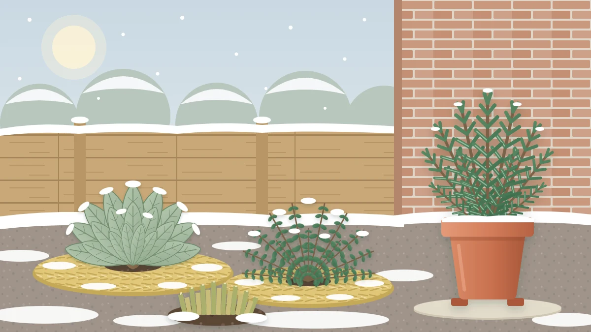 A snowy herb bed with sage and thyme ringed in straw mulch, cut-back chives and a potted rosemary by a brick wall