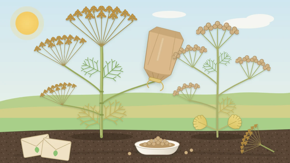 Dill with golden brown seed heads beside cilantro carrying round tan seeds, a paper bag tied over one seed head