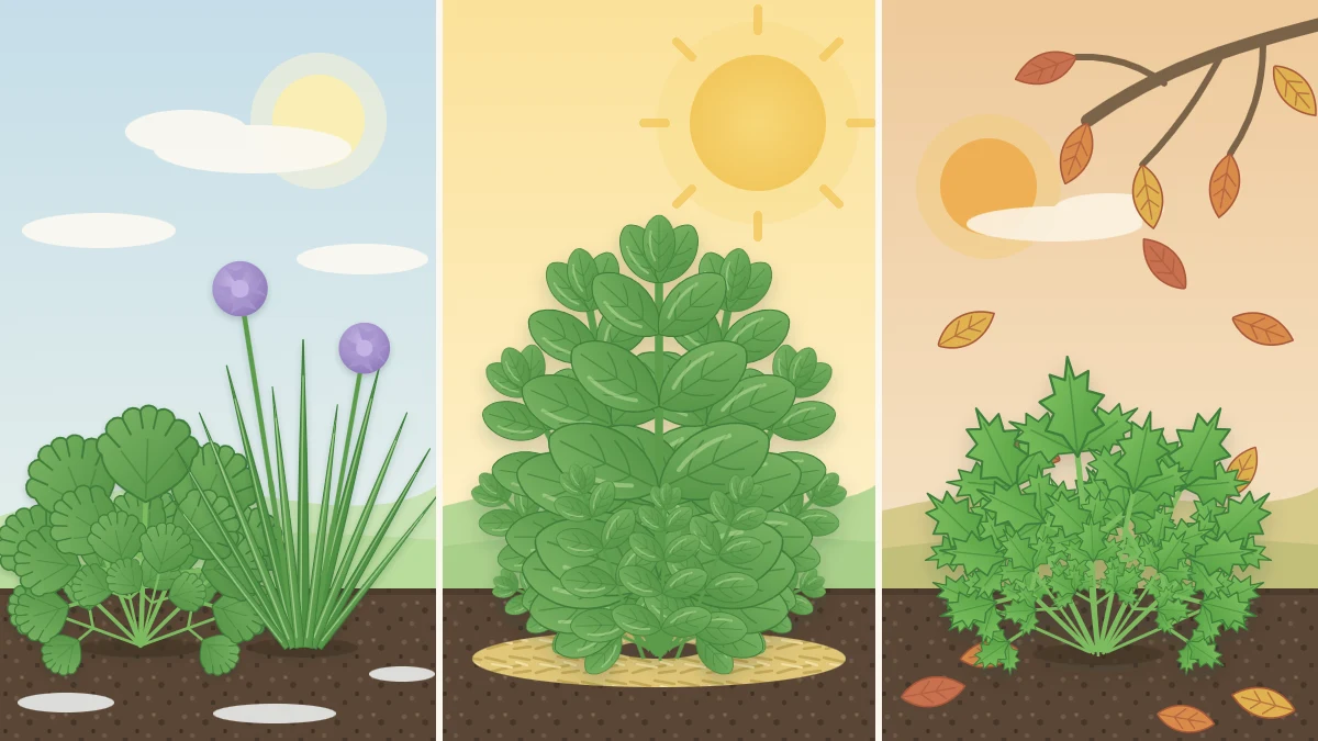 A garden in three bands showing cilantro and chives in cool early spring, tall basil under bright summer sun, and parsley in fall
